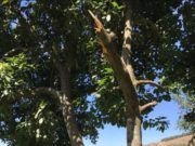 Testimony of a Successful Avocado Farmer in Kenya: How I make Ksh 500,000 Every Month
