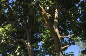 Testimony of a Successful Avocado Farmer in Kenya: How I make Ksh 500,000 Every Month
